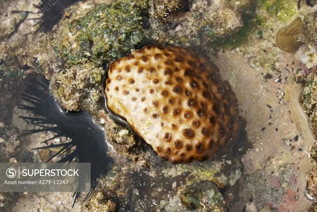 soft coral, sea urchin - left, Alcyoniidae, Echinidae