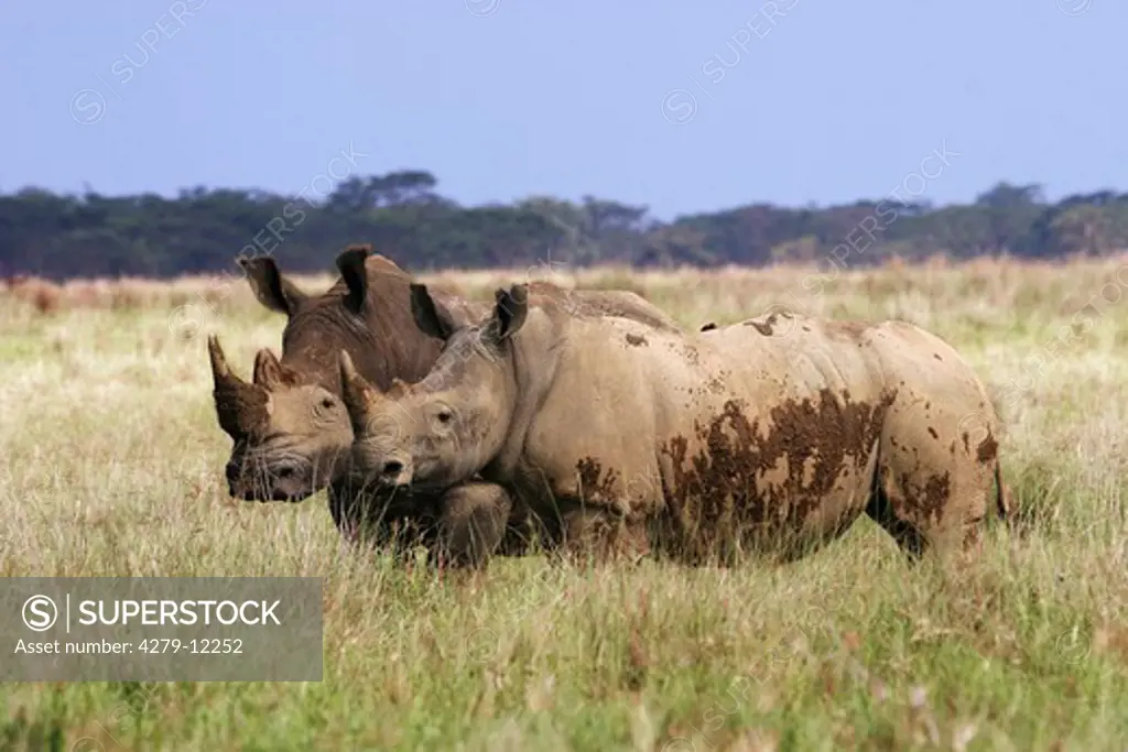 square-lipped rhinoceros : male - left, female - right, Ceratotherium simum