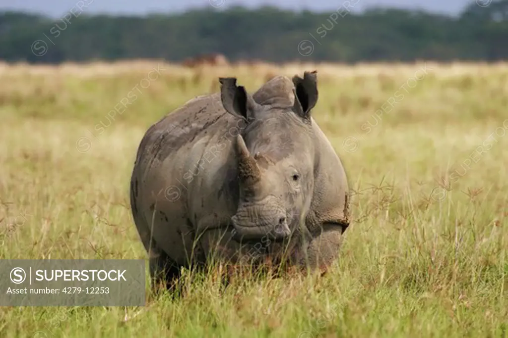 square-lipped rhinoceros - standing on meadow, Ceratotherium simum