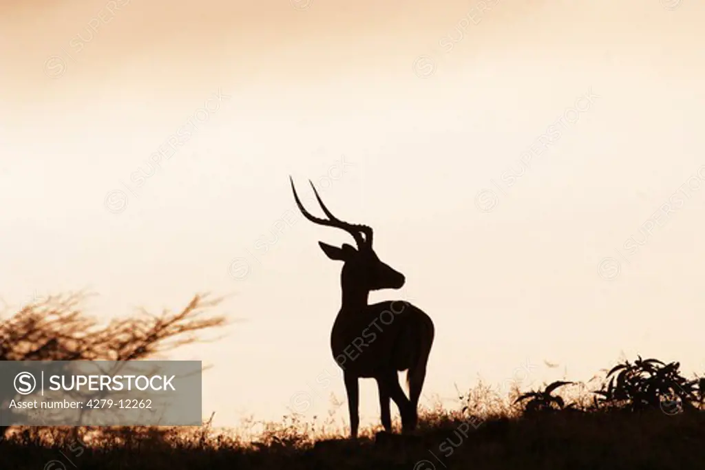 impala - sun rise, Aepyceros melampus