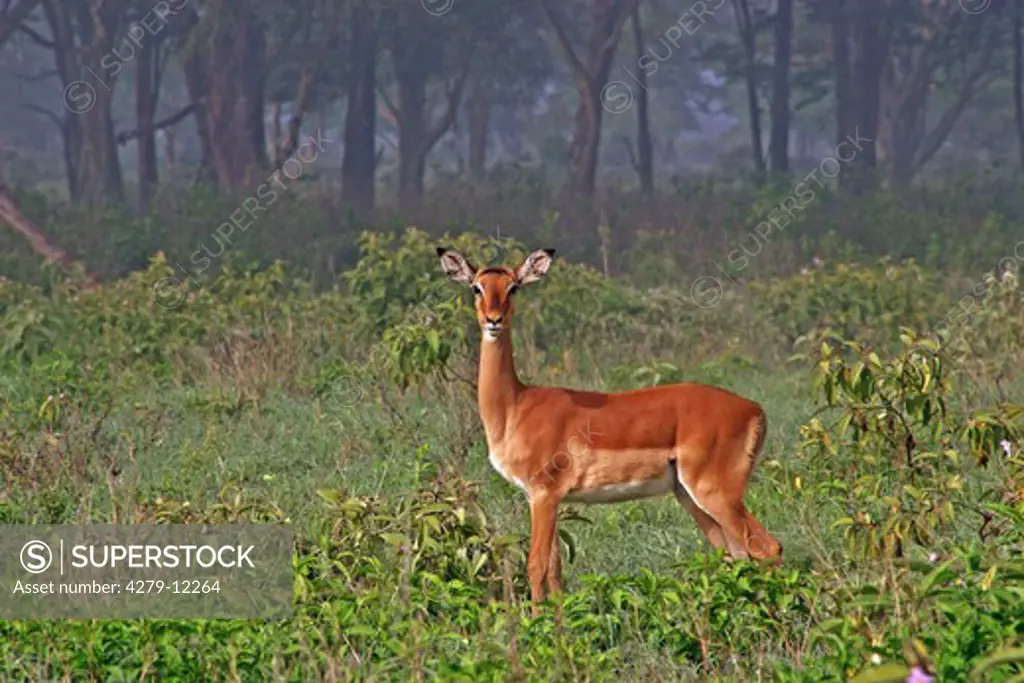 impala - female, Aepyceros melampus