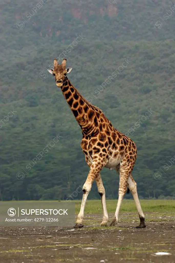 Rothschild giraffe, Giraffa camelopardalis rothschildi