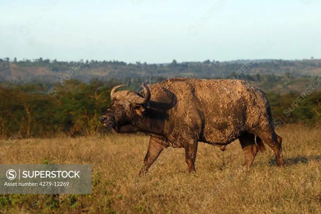 African buffalo - bull, Syncerus caffer