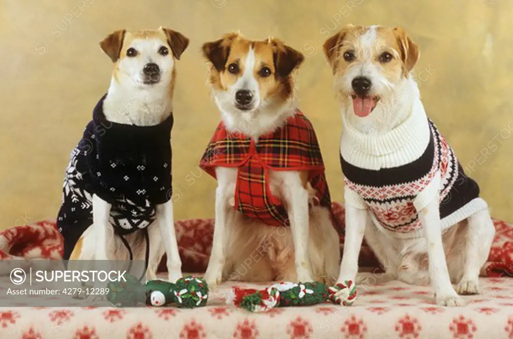 three Kromfohrlander dogs - sitting - dressed
