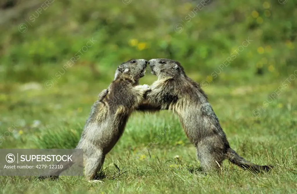 two alpine marmots - fighting, Marmota marmota