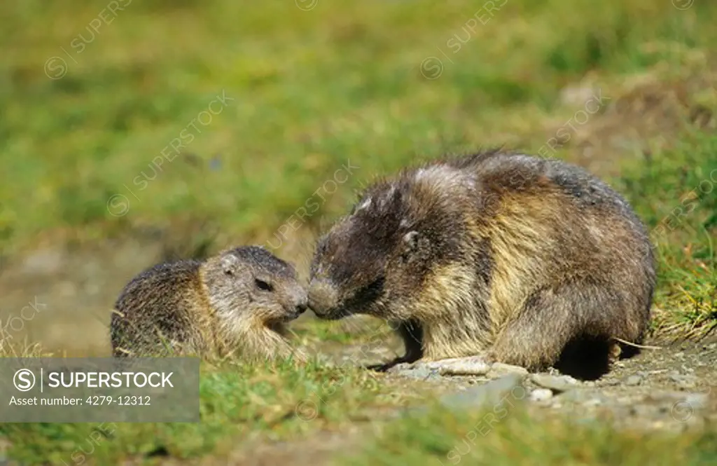 alpine marmot with cub, Marmota marmota
