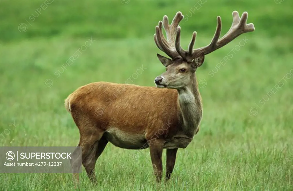 red deer - standing on meadow, Cervus elaphus