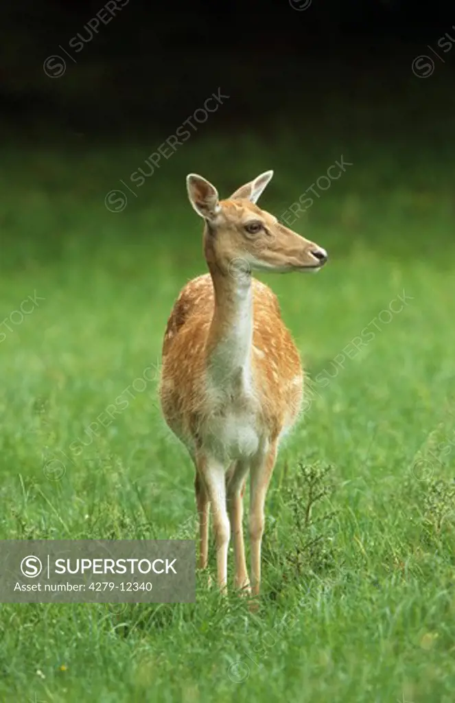 female fallow deer - standing on meadow, Cervus dama, Dama dama