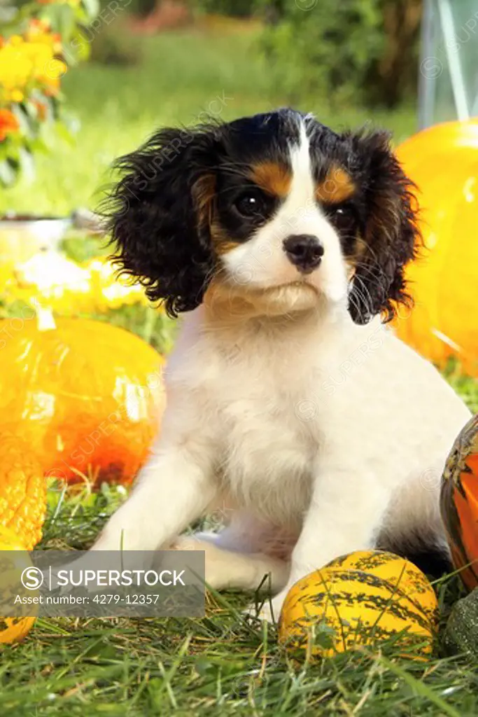 King Charles Spaniel - puppy sitting on meadow between pumpkins