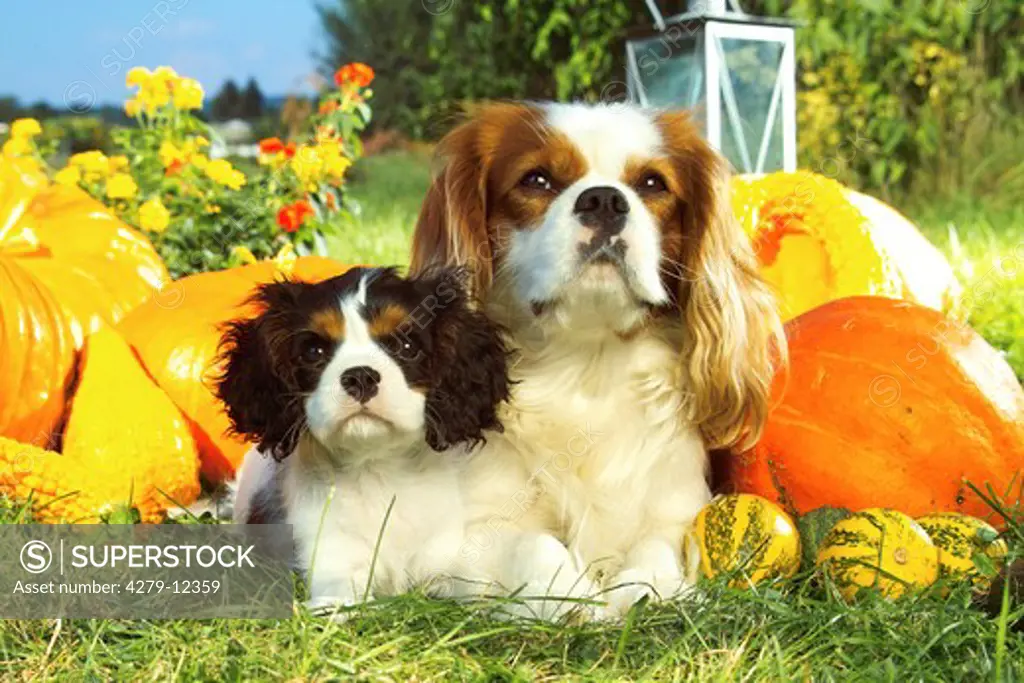 King Charles Spaniel with puppy - lying on meadow between pumpkins