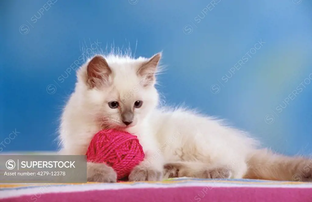 Ragdoll kitten - playing with ball of wool