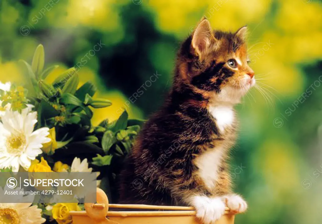 kitten in bucket - next to flowers