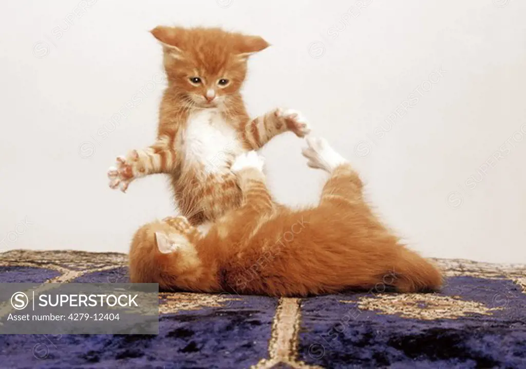 two kittens - playing