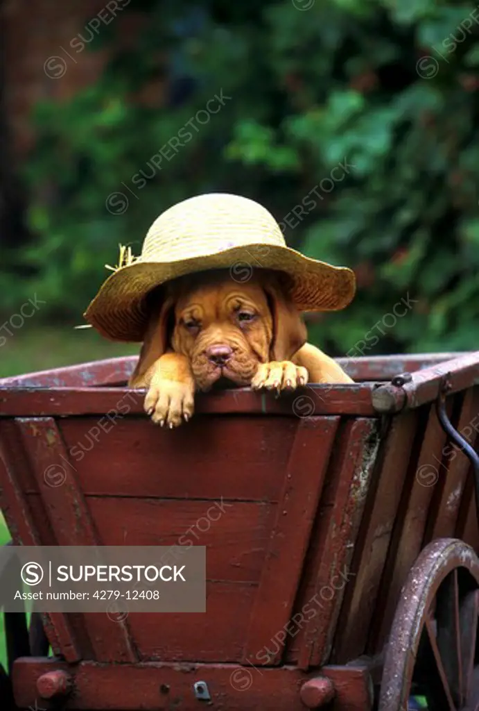 French Mastiff - puppy in handcart with hat