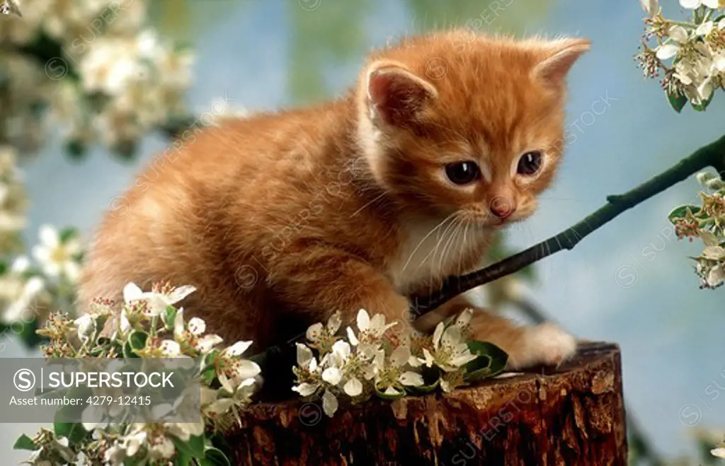 kitten next to blossoms