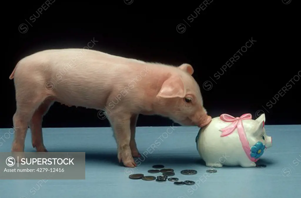 piglet at piggy bank