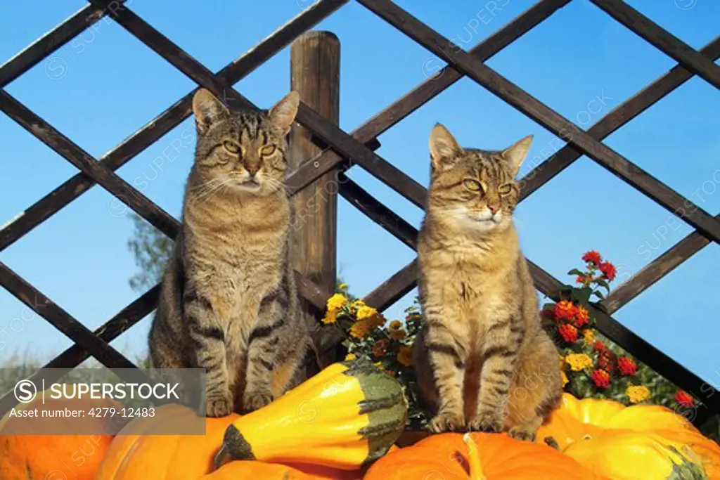 two domestic cats sitting on pumpkins