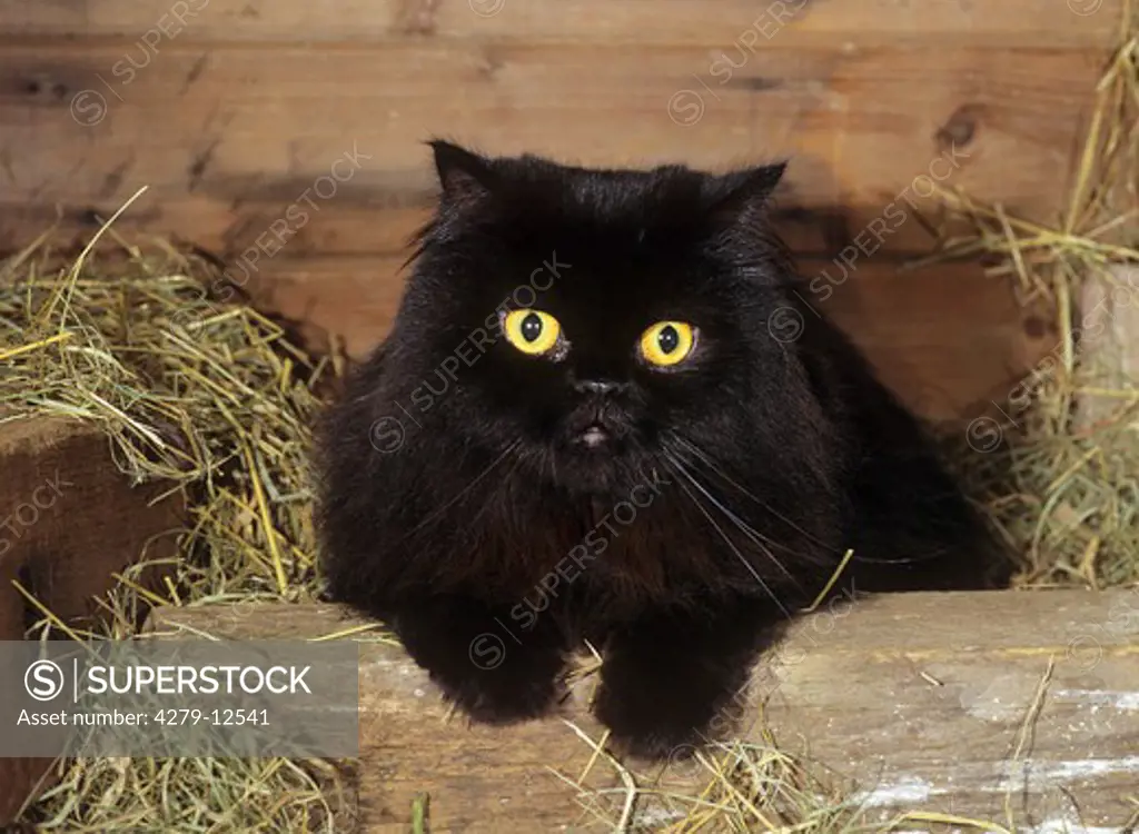 black Persian cat - lying in hay