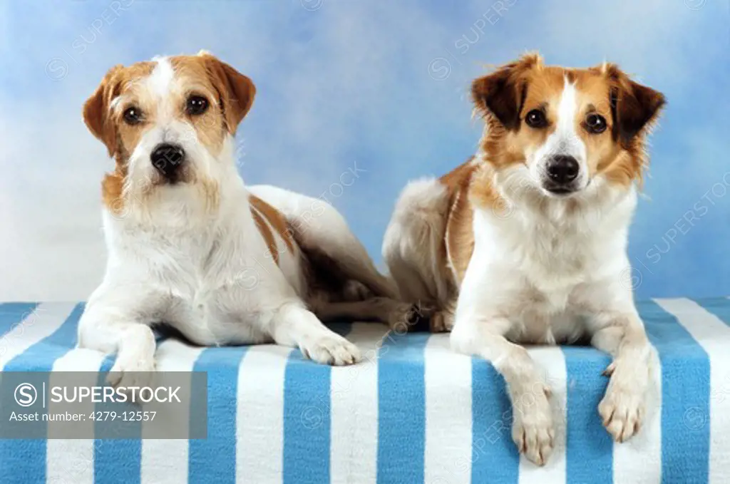 two Kromfohrlander dogs (wire-haired and smooth-haired) - lying on blanket