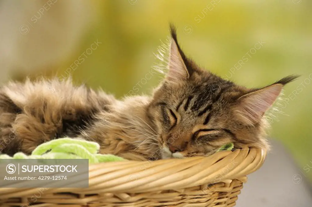 Maine Coon - lying in basket - sleeping