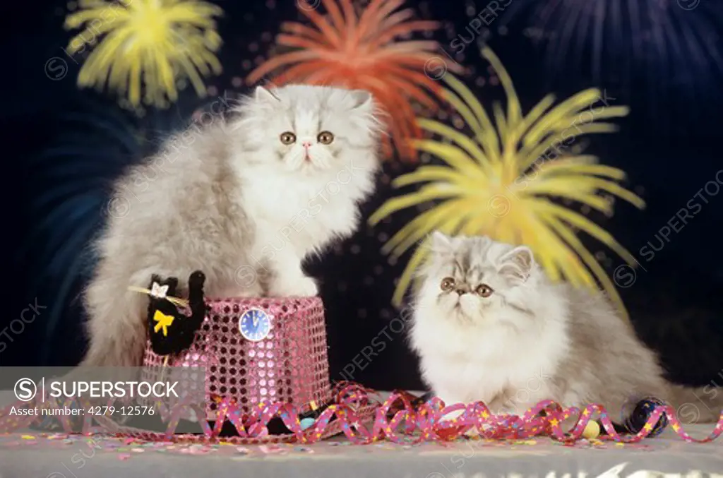 two Persian kittens - New Year's Eve