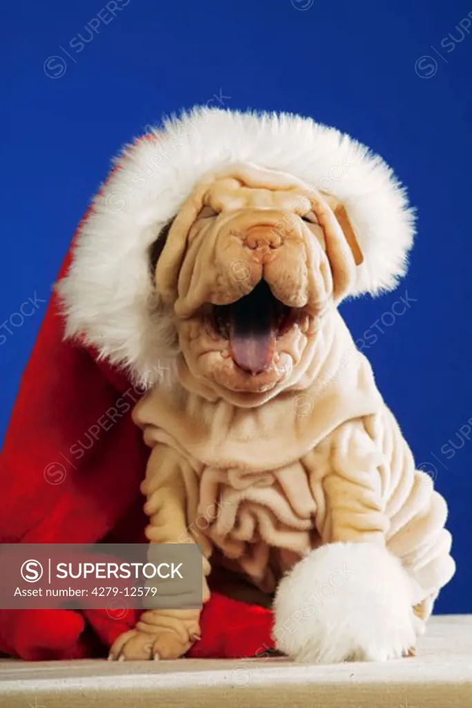 Shar Pei puppy with Santa Claus Cap
