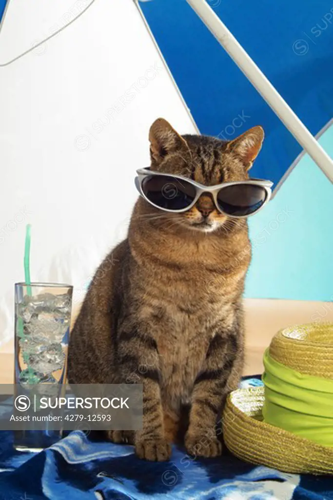 domestic cat with sunglasses