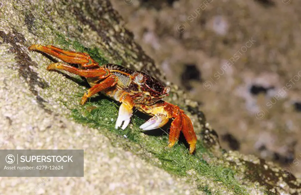 Rainbow Crab, Cardisoma armatum