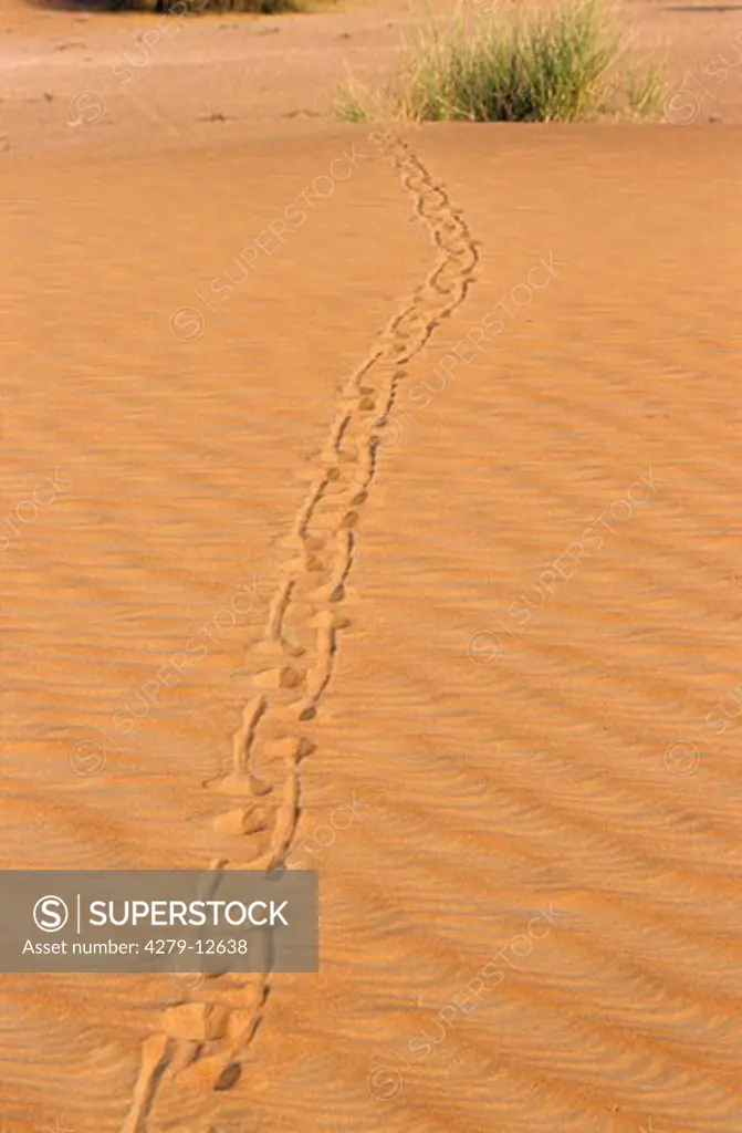 Arabian oryx - track in sand, Oryx leucoryx
