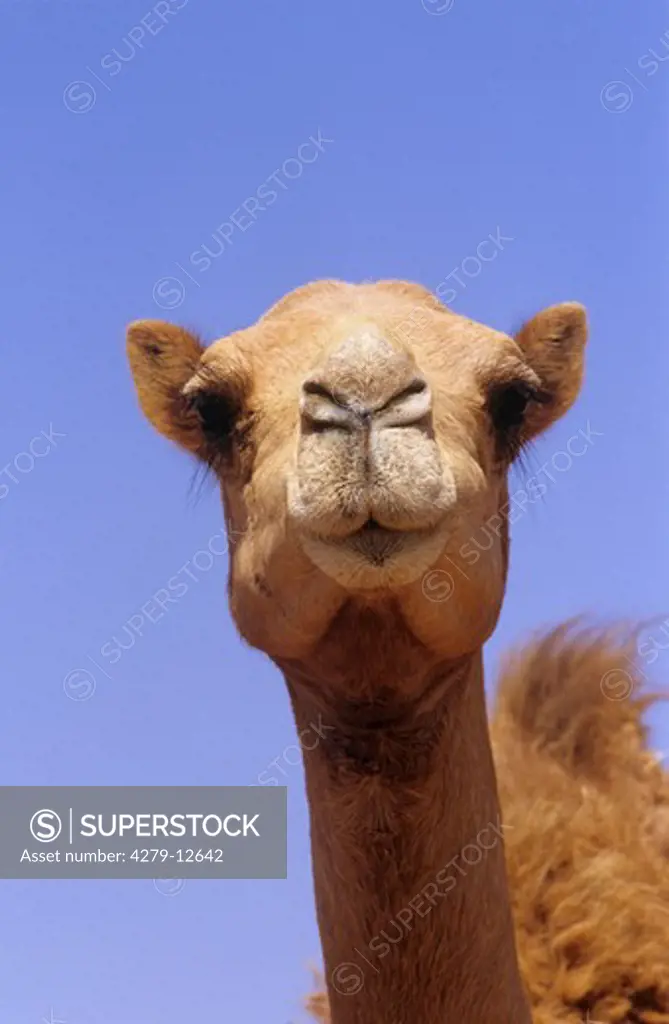 dromedary, one-humped camel - portrait, Camelus dromedarius