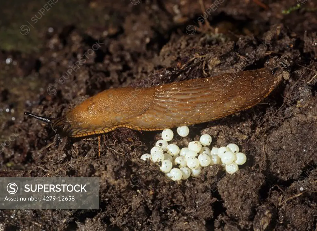 large red slug with eggs, Arion rufus