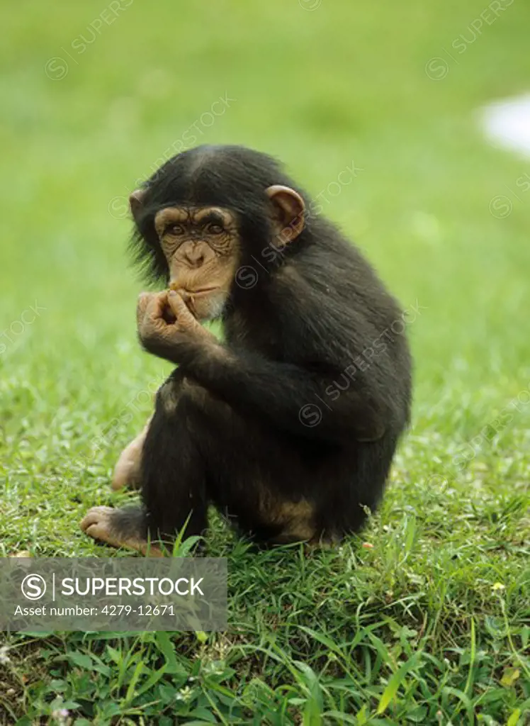 young savanna chimpanzee - sitting on meadow, Pan troglodytes