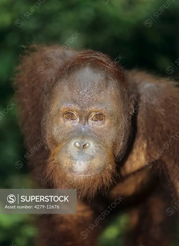 orangutan - portrait, Pongo pygmaeus