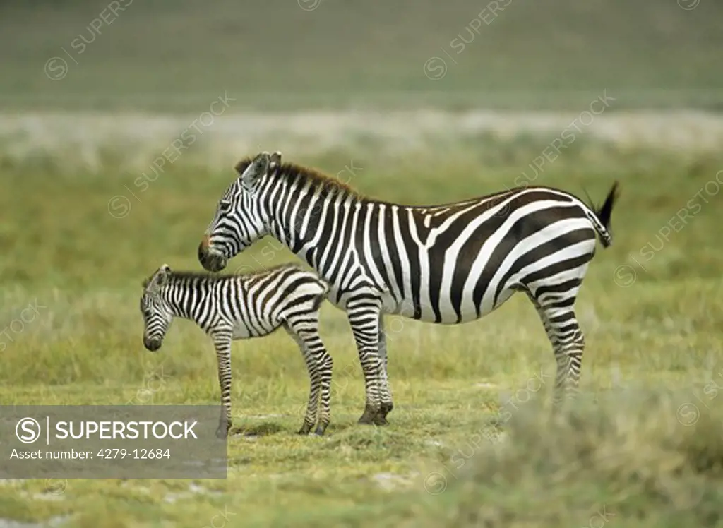 Chapman's zebra with foal - standing on meadow, Equus quagga champami