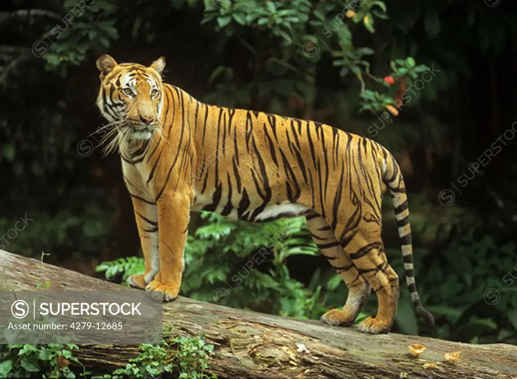 Sumatran tiger - standing, Panthera tigris sumatrae