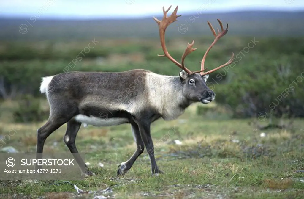 Rangifer tarandus, reindeer
