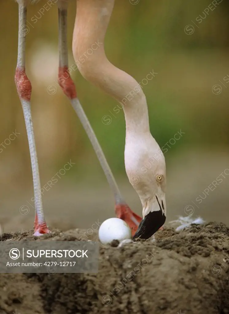 greater flamingo at nest, Phoenicopterus ruber