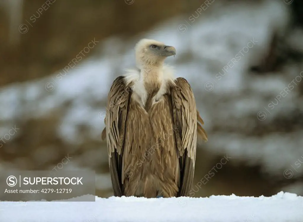 griffon vulture, Gyps fulvus