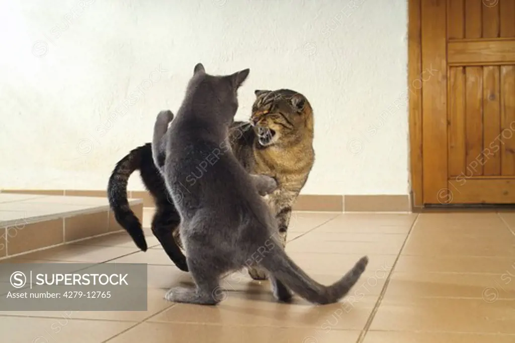 two domestic cats - fighting
