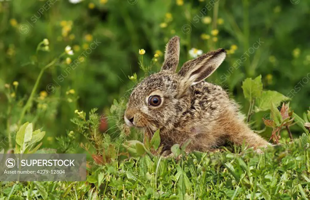 young european hare - on meadow, Lepus europaeus