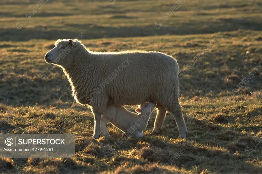 Ovis ammon aries, domestic sheep