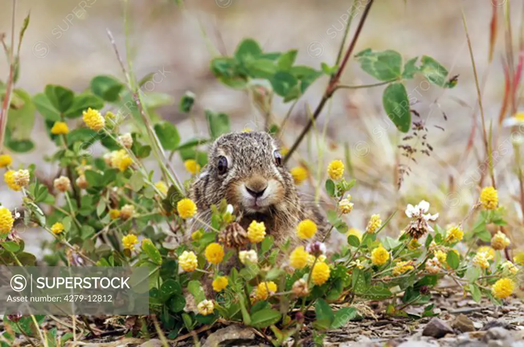 young european hare - sitting behind flowers, Lepus europaeus