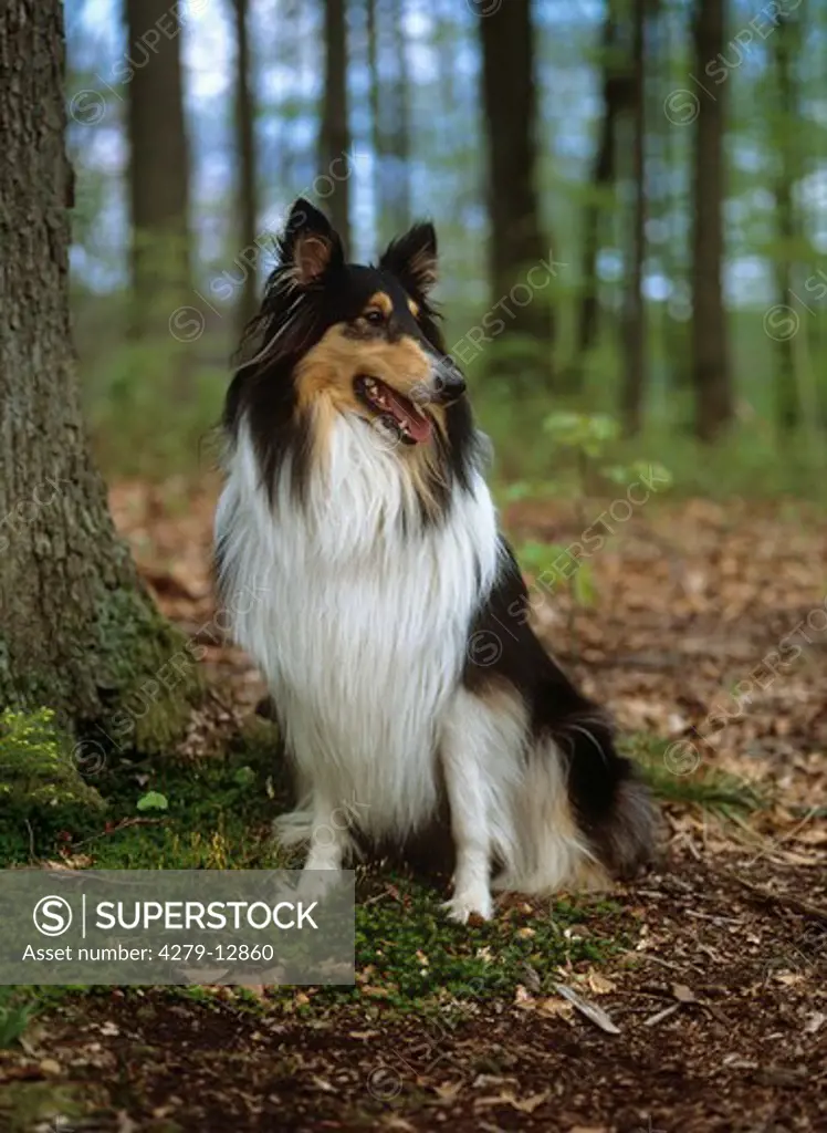 Collie - tricolor - sitting in forest