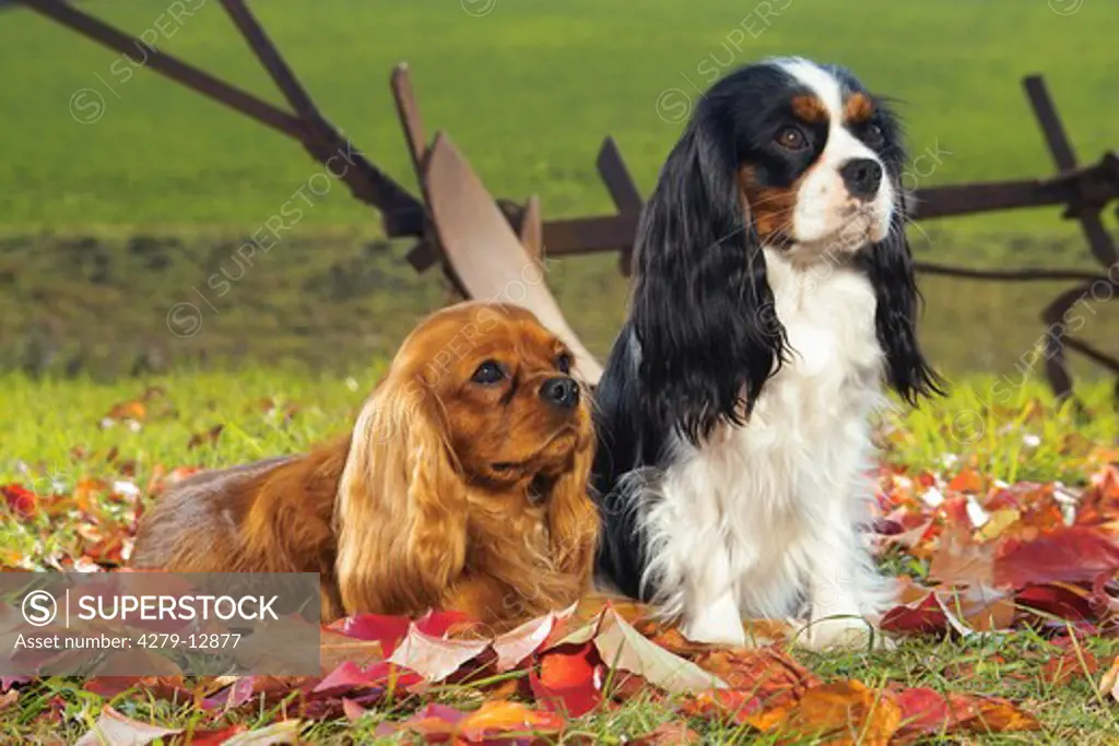 two Cavalier King Charles Spaniels - on meadow