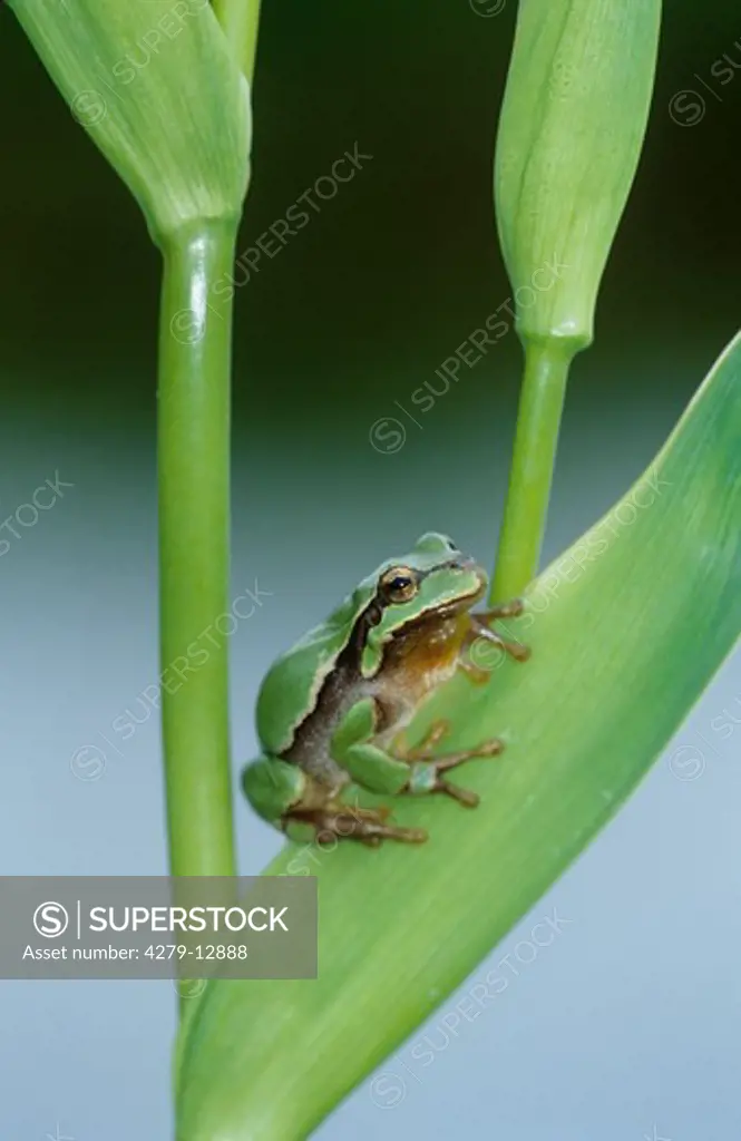 European treefrog - on leaf, Hyla arborea