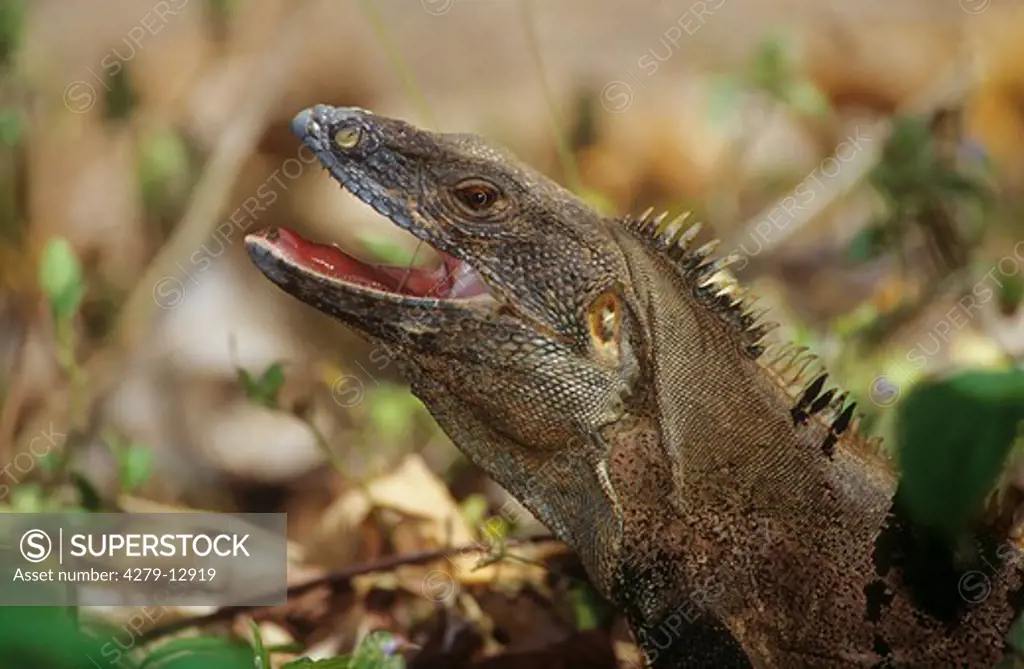 black iguana, Ctentosaura similis