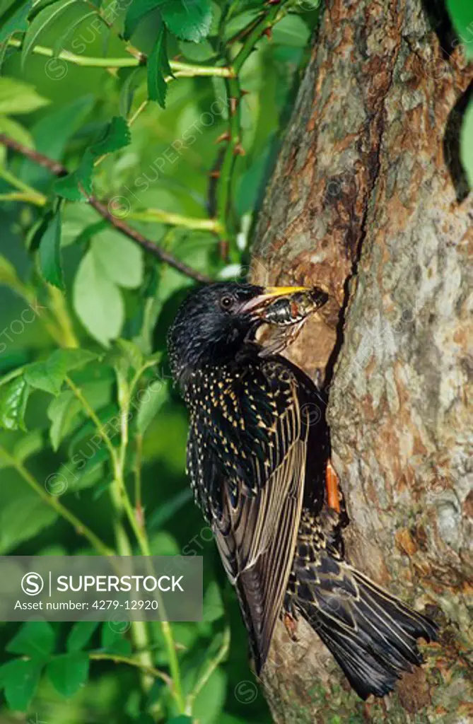 European starling with beetle - at nest, Sturnus vulgaris