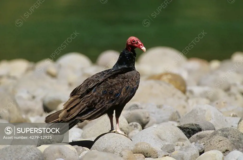 turkey vulture - standing on stones, Cathartes aura