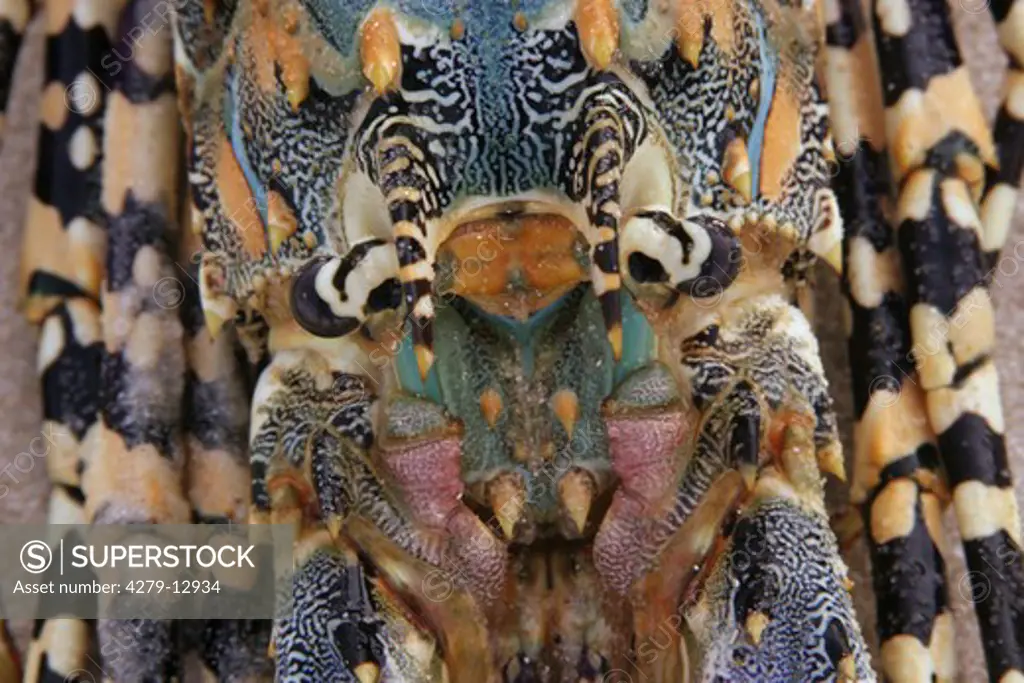 panulirus ornatus, ornate spiny crawfish - head and back