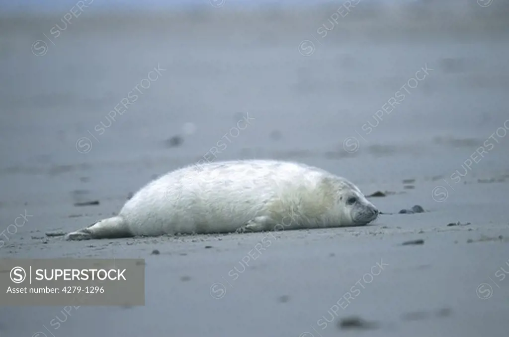 Halichoerus grypus, gray seal